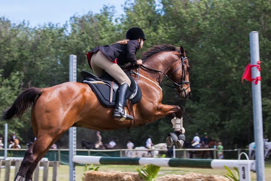 5 Things We Can All Learn From Charlotte and Valegro
